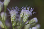 Ivyleaf thoroughwort